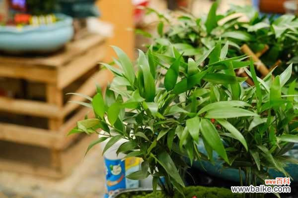 竹柏黄叶的原因和处理办法