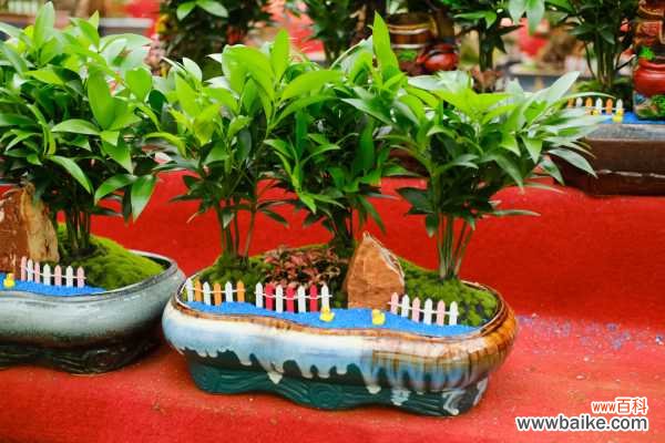 竹柏黄叶的原因和处理办法