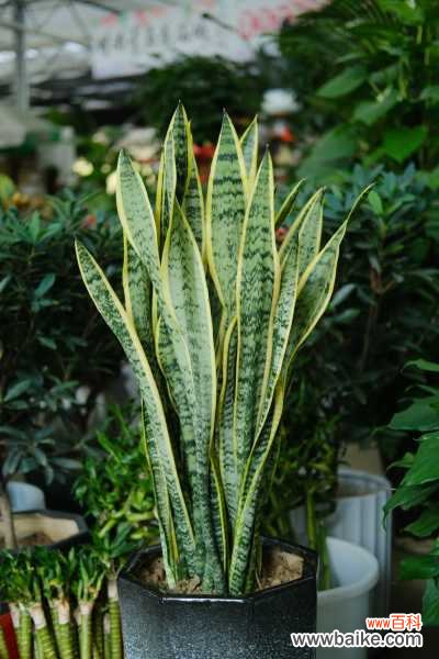 绿萝虎皮兰……长出这种斑,提高警惕,否则过几天就死光!