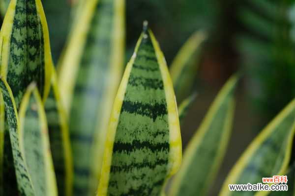 绿萝虎皮兰……长出这种斑,提高警惕,否则过几天就死光!