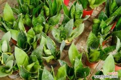 绿萝虎皮兰……长出这种斑，提高警惕，否则过几天就死光！