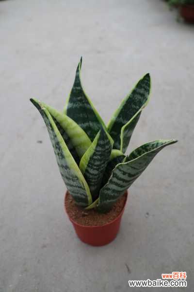 绿萝虎皮兰……长出这种斑,提高警惕,否则过几天就死光!