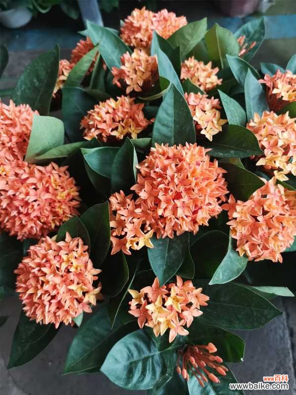 仙丹花的病害防治