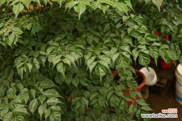 幸福树叶子有粘液如何解决