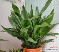 探究一叶兰的文化内涵与象征意义，了解它的种植技巧和饰品用途 一叶兰的含义与花语