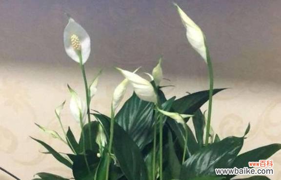探究一叶兰的文化内涵与象征意义,了解它的种植技巧和饰品用途 一叶兰的含义与花语