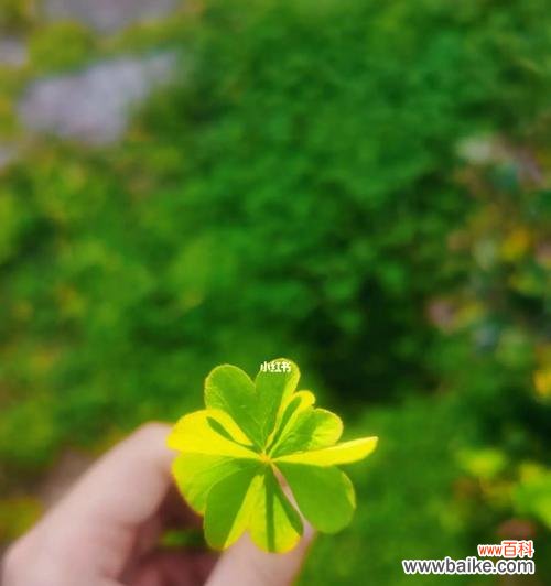 探寻四叶草的神秘力量 四叶草的意义与传说