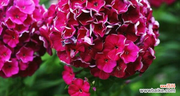 探寻福禄考花语的文化底蕴,了解花卉中的人文情感 福禄考花语,解读古老传说的美丽密码