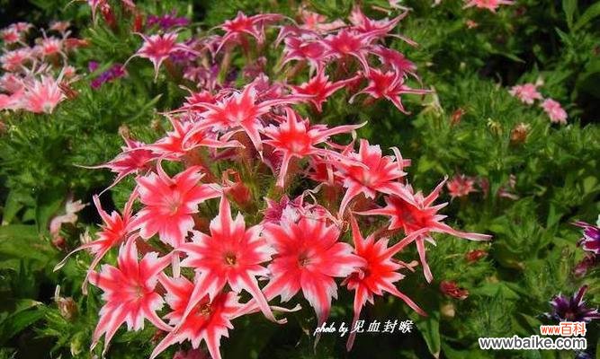 探寻福禄考花语的文化底蕴,了解花卉中的人文情感 福禄考花语,解读古老传说的美丽密码