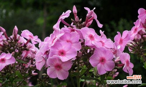 探寻福禄考花语的文化底蕴,了解花卉中的人文情感 福禄考花语,解读古老传说的美丽密码