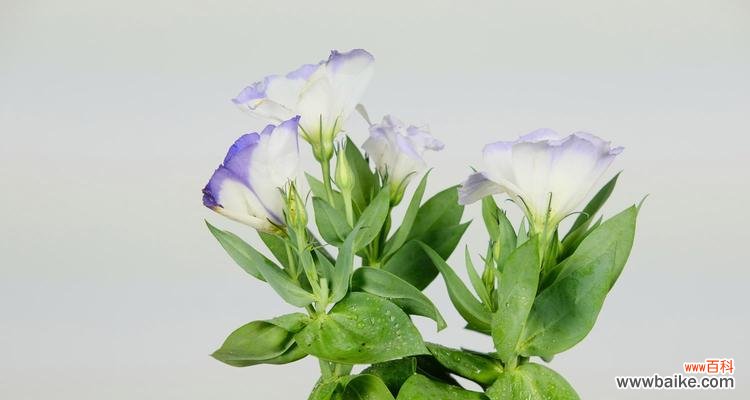 这朵鲜花代表的是什么?洋桔梗的秘密解密 绿色洋桔梗花语解析