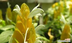 揭秘金苞花的八大寓意 金苞花的花语