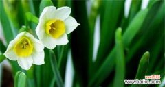 探究古老传说中水仙花所代表的8个含义 揭秘水仙花花语的真正意义