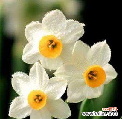 探究古老传说中水仙花所代表的8个含义 揭秘水仙花花语的真正意义