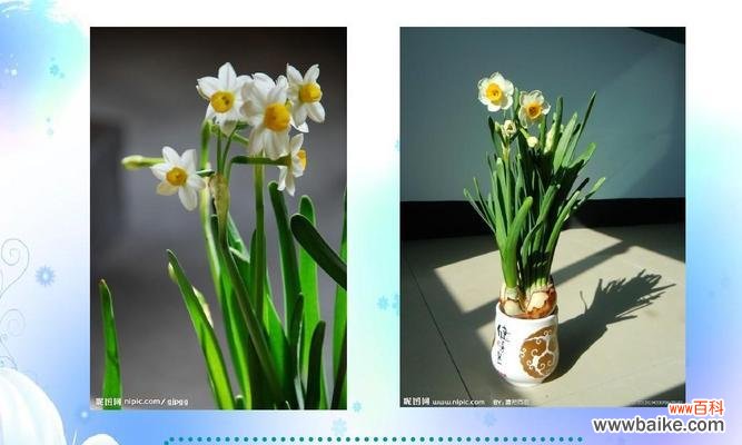 探究古老传说中水仙花所代表的8个含义 揭秘水仙花花语的真正意义