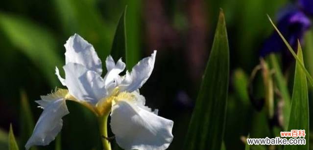 探寻鸢尾花的象征与价值 鸢尾花的花语与意义