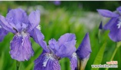 探寻鸢尾花的象征与价值 鸢尾花的花语与意义