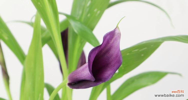 探究蓝色马蹄莲所代表的意象与心理感受 蓝色马蹄莲的花语与意义