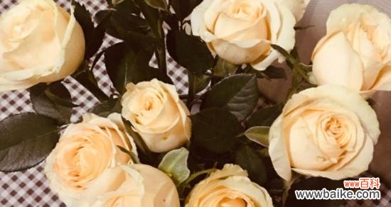 解读香槟色玫瑰代表的情感与祝福 香槟色玫瑰的意义