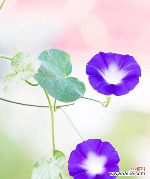 探究牵牛花的情感寓意 解读牵牛花花语