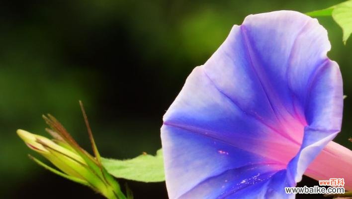 探究牵牛花的情感寓意 解读牵牛花花语