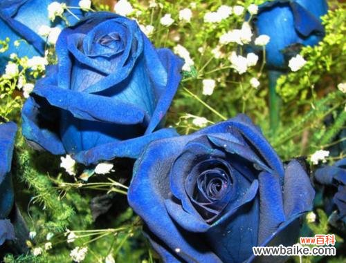 探秘蓝色妖姬所代表的意义 蓝色妖姬的花语