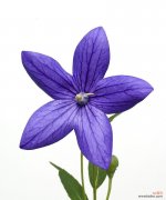 桔梗花语所象征的意义与文化内涵 橙色的永恒之美——解读桔梗花语