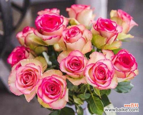 爱情、承诺、美好 17朵玫瑰的花语与象征