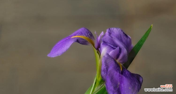 探究鸢尾花在人类文化中的各种含义 鸢尾花的文化象征