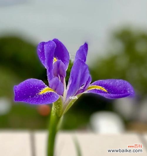 探究鸢尾花在人类文化中的各种含义 鸢尾花的文化象征