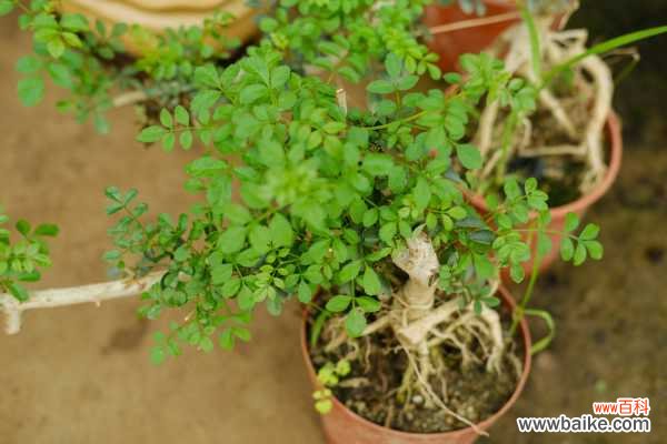 盆景用盆有什么讲究