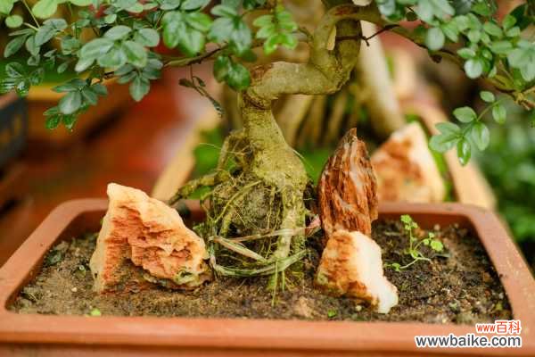 盆景用盆有什么讲究