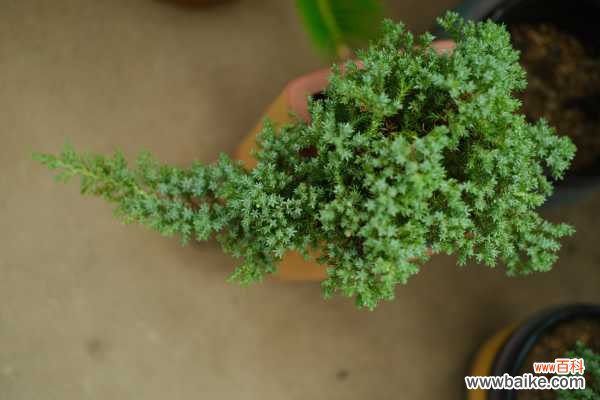 盆景用盆有什么讲究