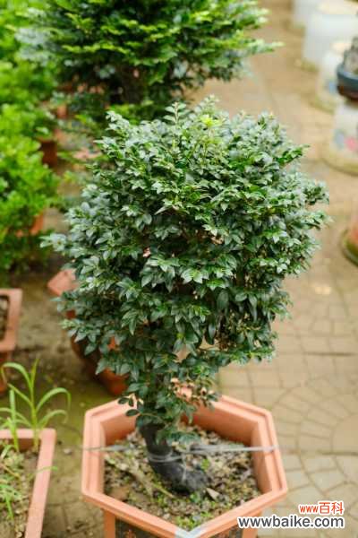 盆景用盆有什么讲究