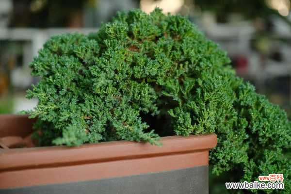 盆景用盆有什么讲究