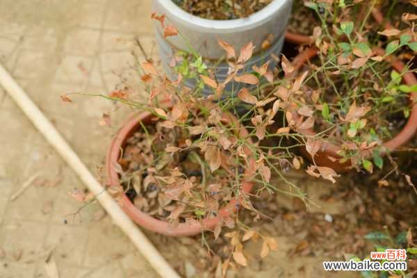 盆景用盆有什么讲究