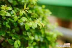 6种常见家居盆景