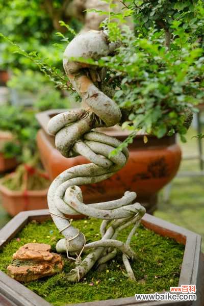 盆景有哪些分类