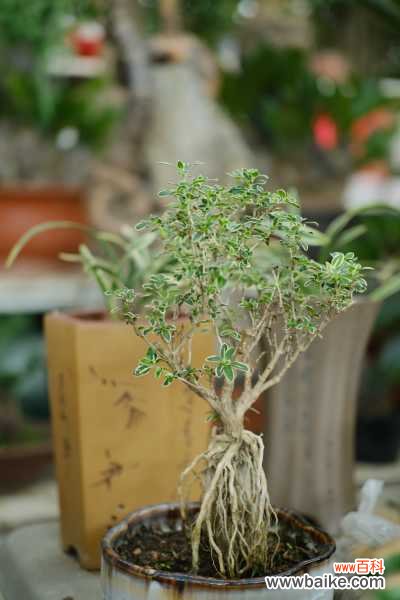 盆景有哪些分类