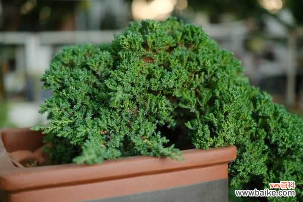 盆景有哪些分类