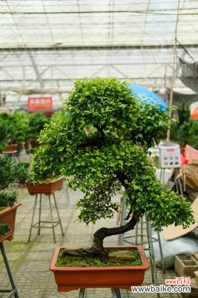 盆景有哪些分类