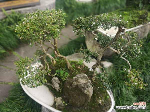 六月雪的盆景制作方法