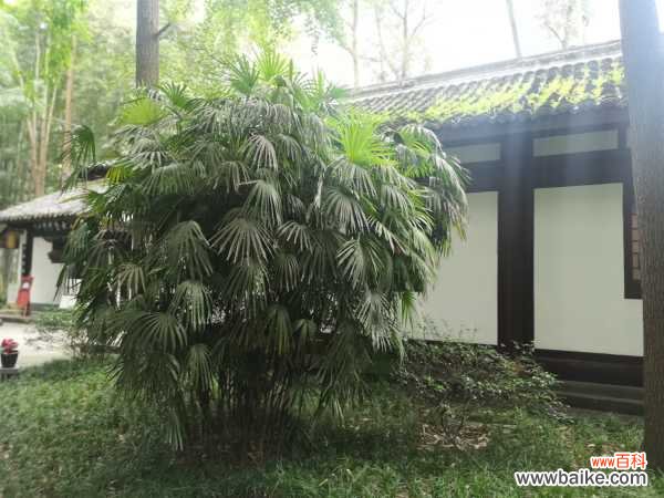 棕竹盆景的制作方法