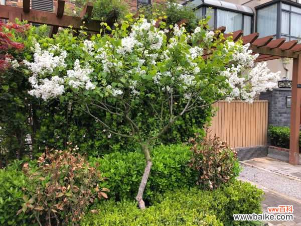 丁香盆景的制作方法