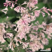 丁香盆景的制作方法