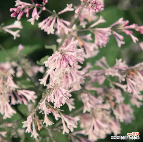 丁香盆景的制作方法