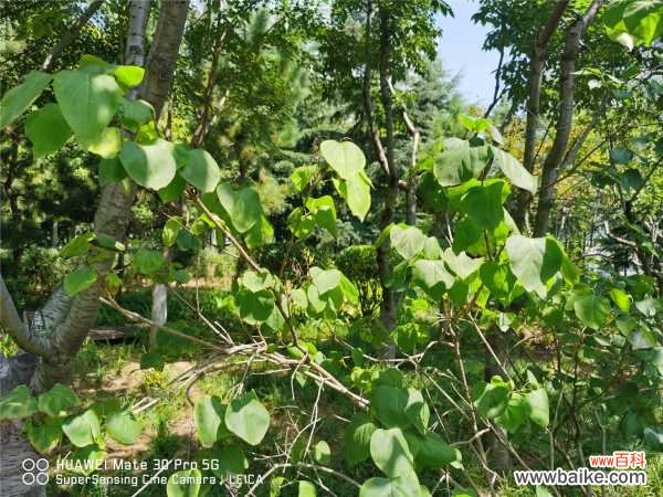 丁香盆景的制作方法