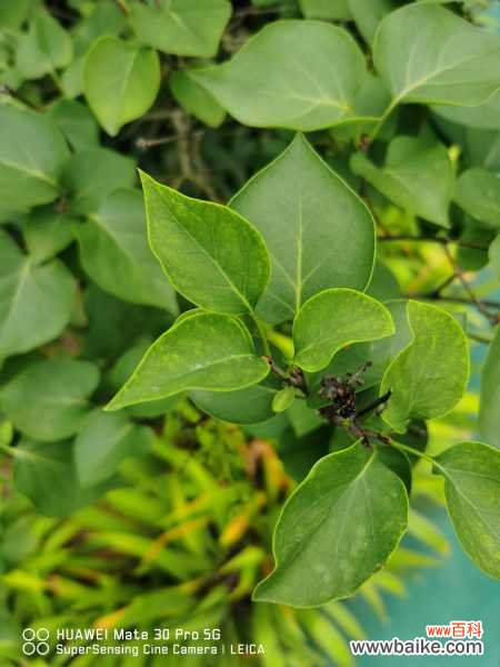 丁香盆景的制作方法