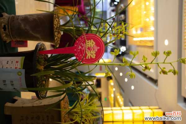 兰花盆景的制作方法