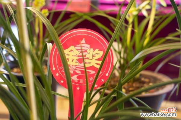 兰花盆景的制作方法